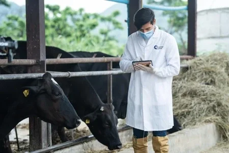 İstanbul kurban yedi eşit hisse paylaşımı — adil tartı sistemi